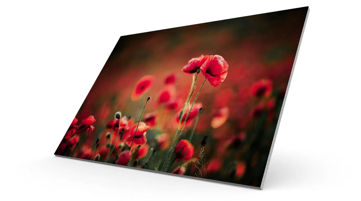 DISPA® Papierplatten - 100 % recyclebar